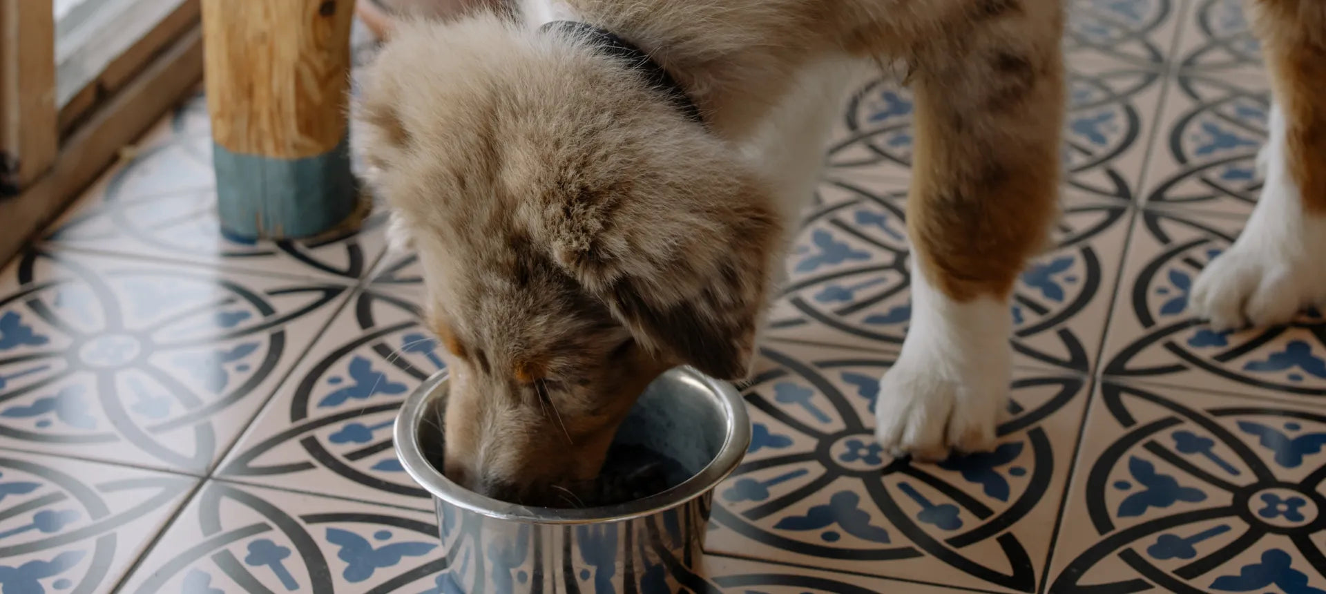 Cachorro comiendo pienso natural en un cuenco metálico sobre suelo decorado