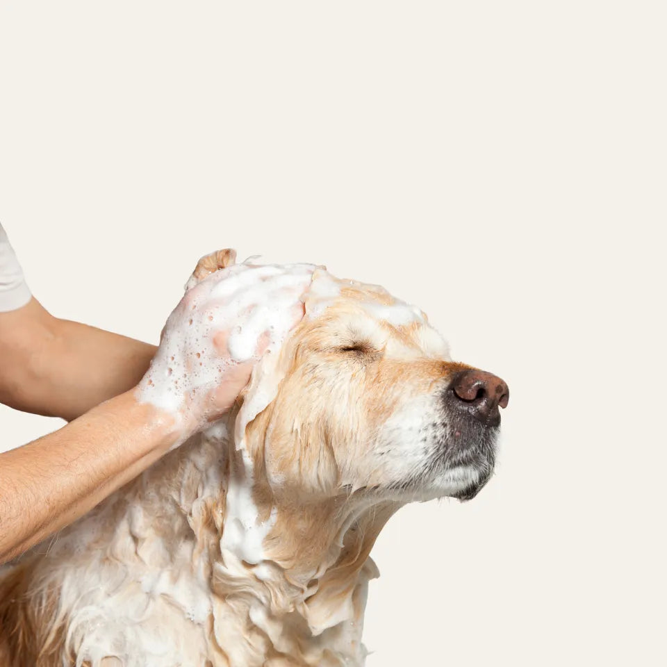Perro golden retriever con los ojos cerrados mientras lo enjabonan con espuma durante el baño
