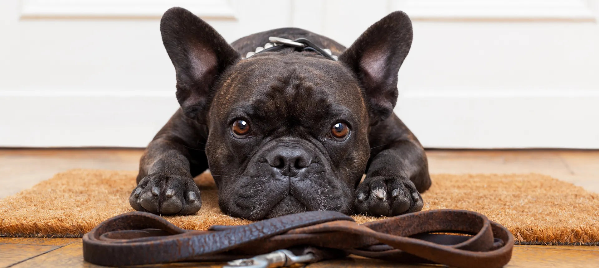 Bulldog francés tumbado sobre una alfombra junto a su correa de cuero