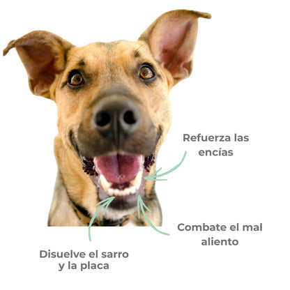 Perro con la boca abierta mostrando dientes limpios - beneficios del polvo dental ANTON: disuelve sarro, combate el mal aliento y fortalece las encías
