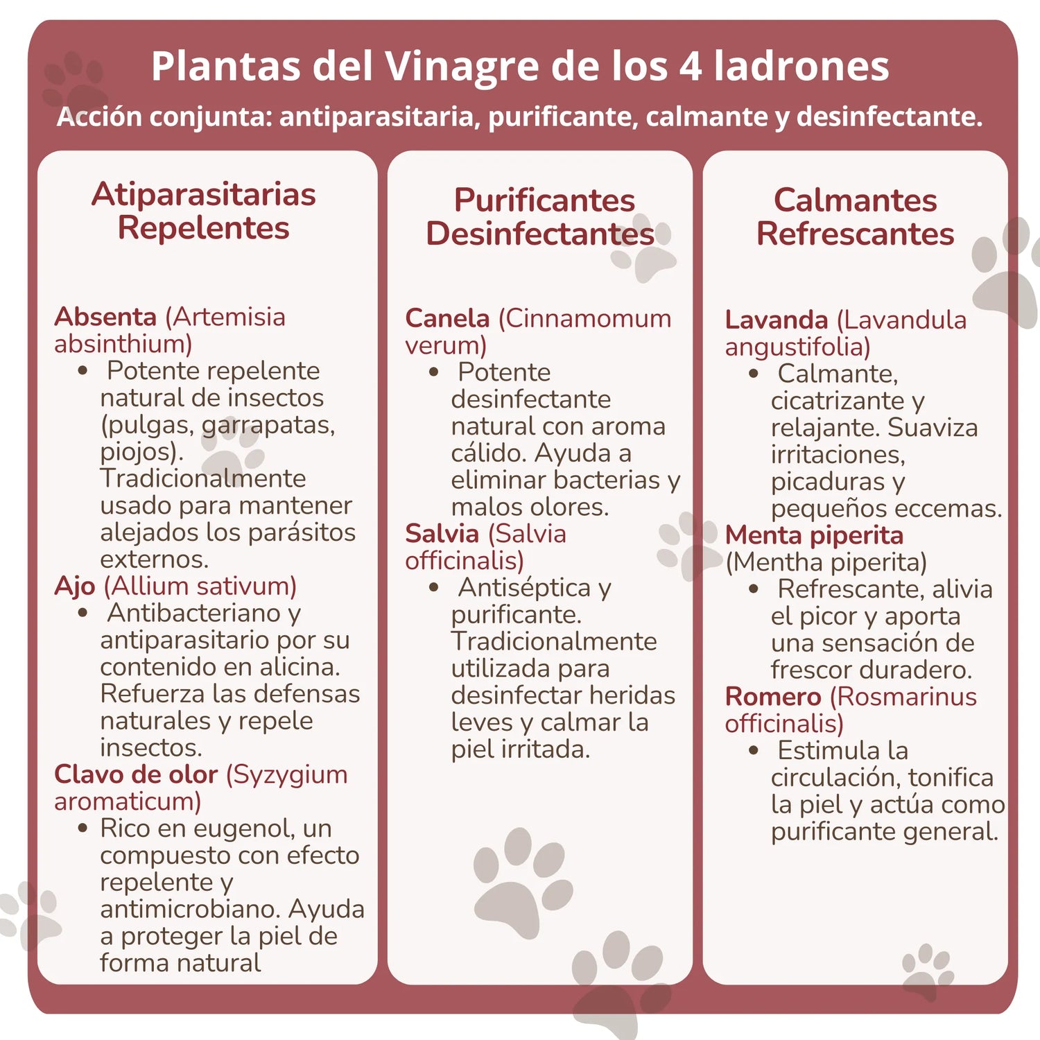Lista de plantas del vinagre de los 4 ladrones ANTON con propiedades repelentes, purificantes y calmantes: ajo, canela, lavanda, menta, salvia y más