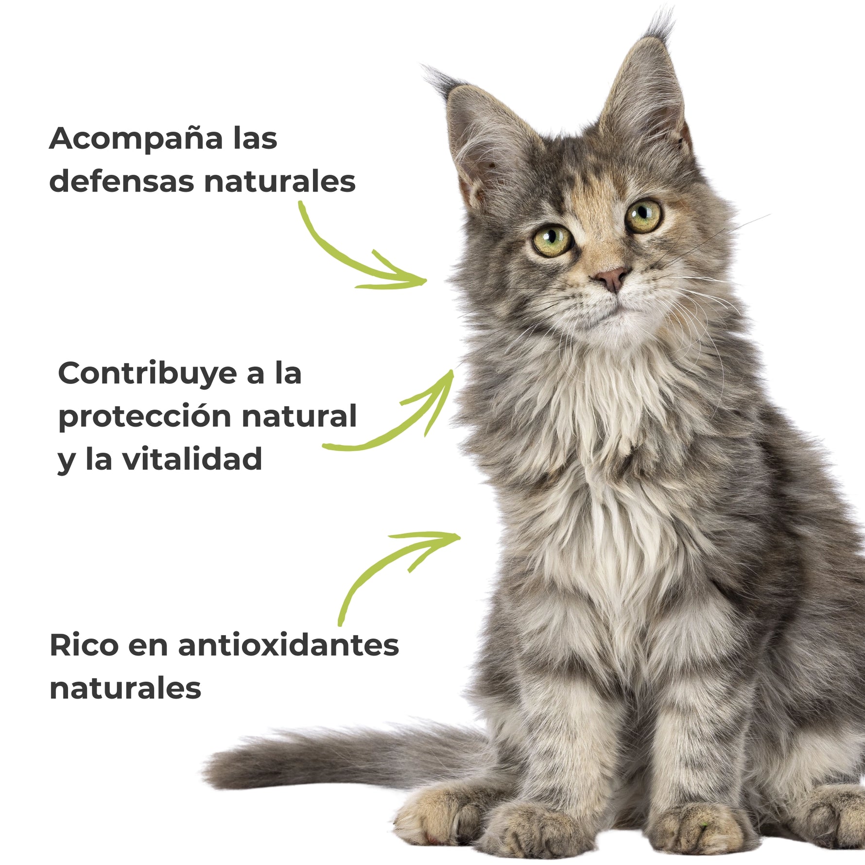 Gato asociado a las defensas naturales, la protección del organismo y los antioxidantes naturales del suplemento Propóleo ECO para perros y gatos.
