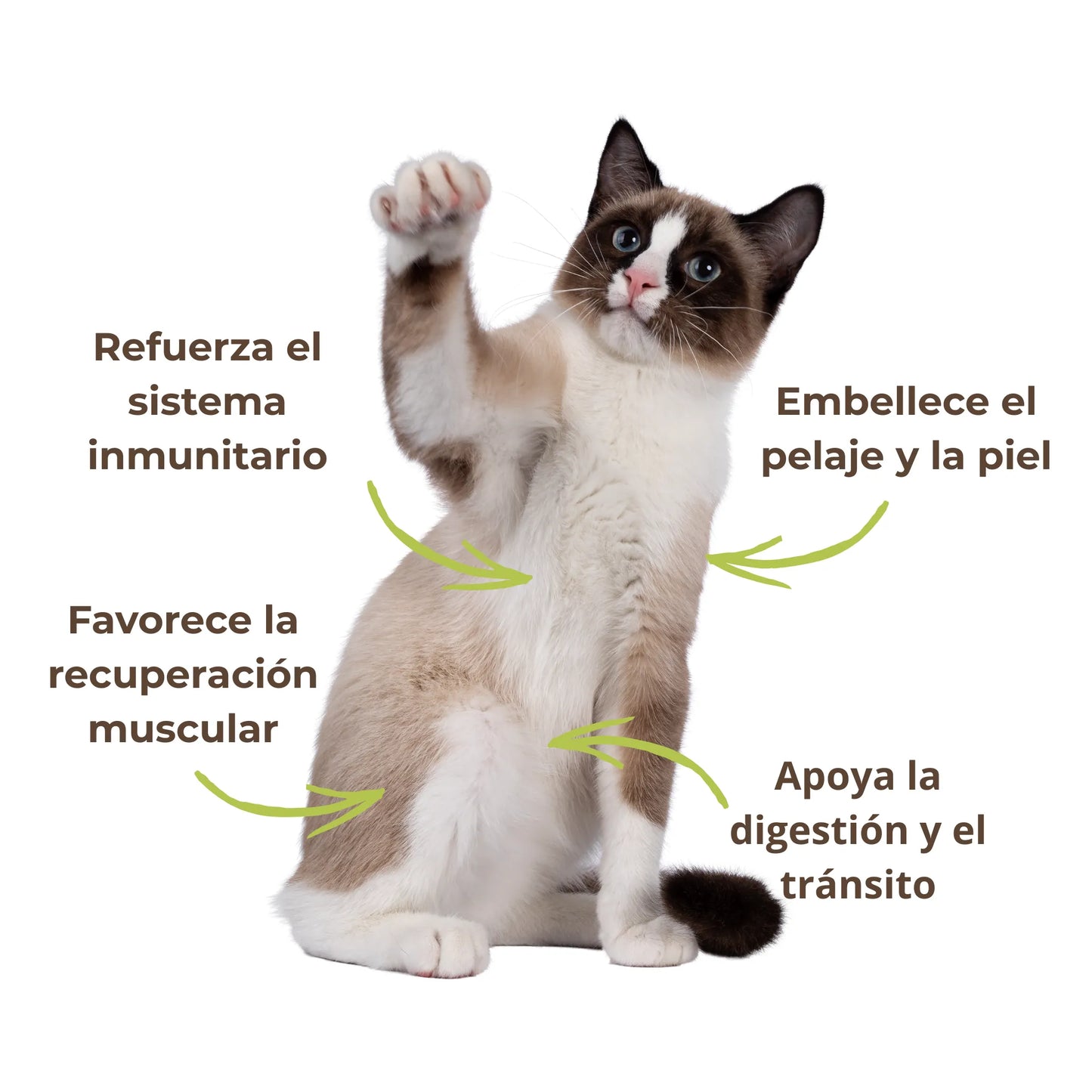 La espirulina ecológica embellece el pelaje, mejora la digestión y fortalece el sistema inmunológico de tu gato. Aporta energía, vitalidad y apoyo digestivo diario de forma completamente natural.