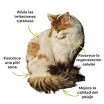 Resultados visibles del suplemento Cuidado de la Piel ANTON Loyal Companions ECO en perros y gatos – mejora la hidratación, favorece la regeneración celular y un pelaje brillante.