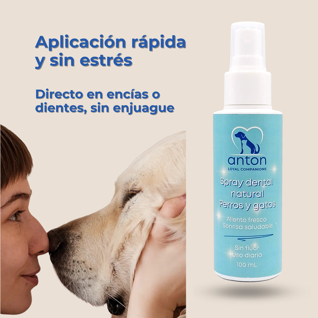Aplicación de spray dental natural en encías y dientes de perro sin enjuague