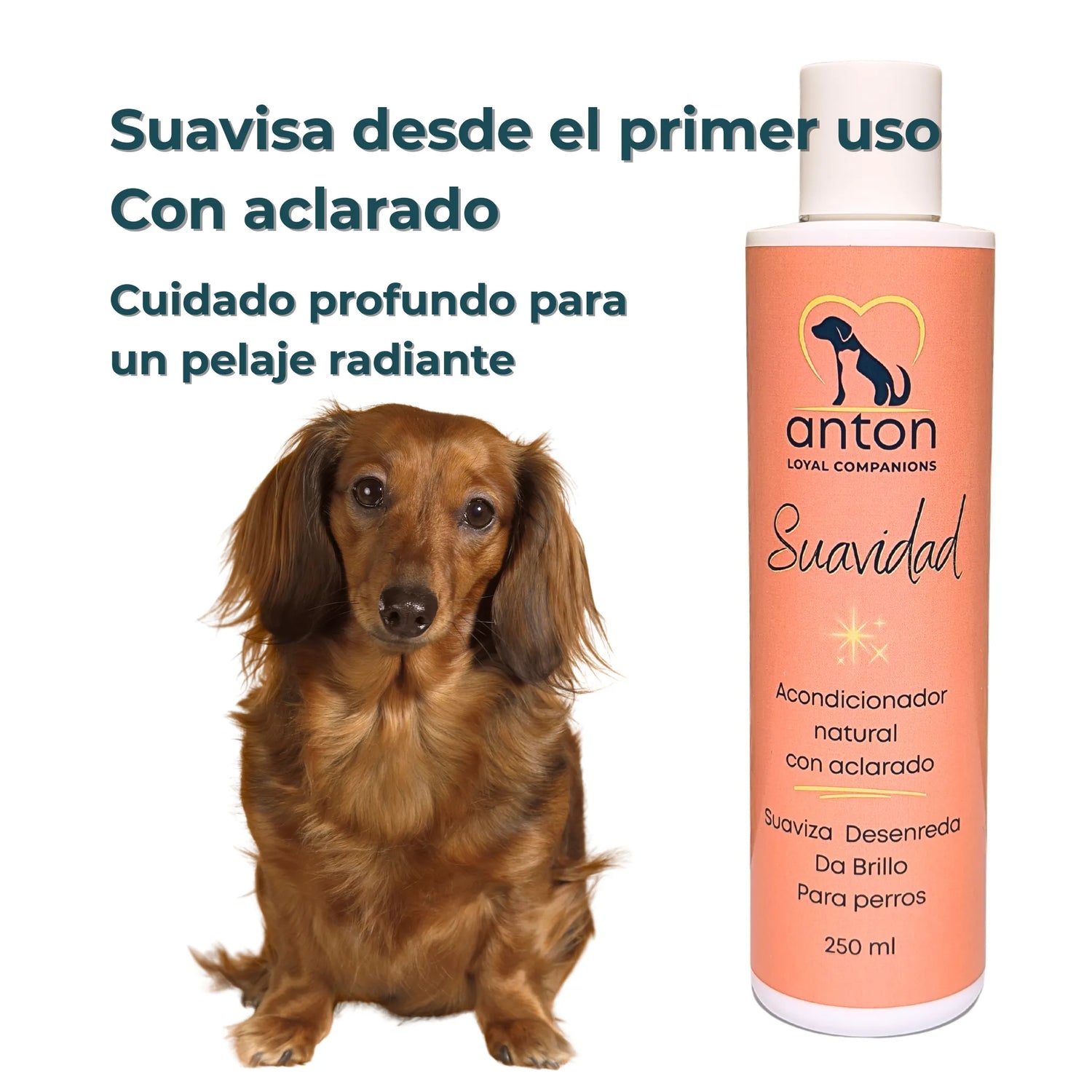Perro de raza teckel junto al acondicionador “Suavidad” de ANTON, cuidado profundo desde el primer uso