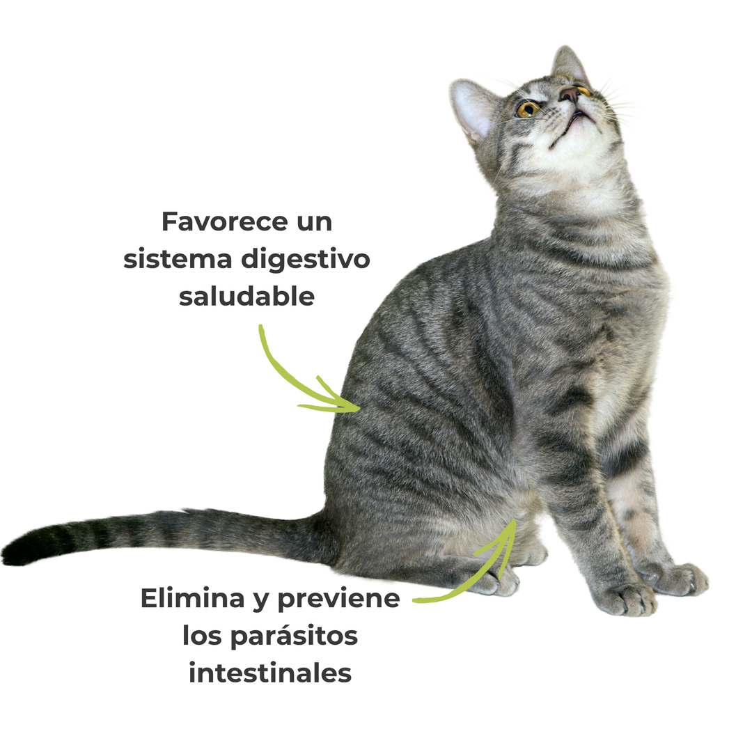 Suplemento natural para gatos que favorece un sistema digestivo saludable y ayuda a eliminar y prevenir los parásitos intestinales de forma ecológica y segura.