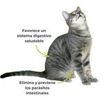 Suplemento natural para gatos que favorece un sistema digestivo saludable y ayuda a eliminar y prevenir los parásitos intestinales de forma ecológica y segura.