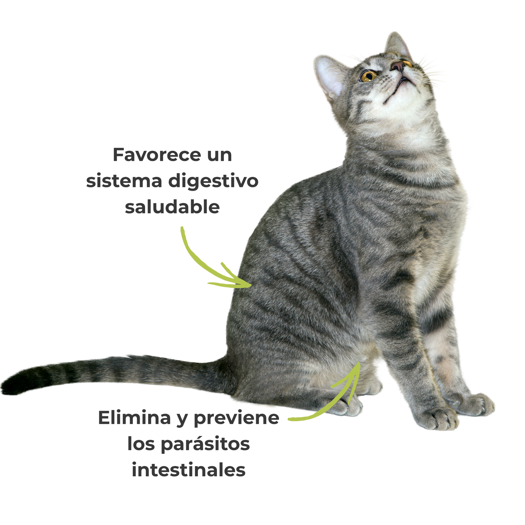 Suplemento natural ecológico ANTON Loyal Companions para gatos que favorece un sistema digestivo saludable y ayuda a eliminar y prevenir los parásitos intestinales de forma ecológica y segura.