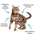 Gato con digestión cómoda, defensas reforzadas y pelaje saludable gracias al suplemento