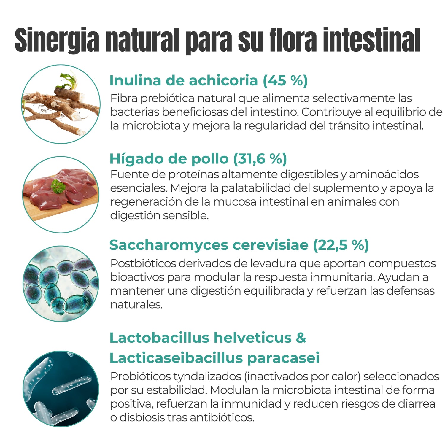 Ingredientes naturales suplemento flora intestinal – inulina, hígado de pollo, levadura, probióticos, prebióticos y postbióticos