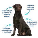 Perro con articulaciones fuertes, piel sana y apoyo cognitivo gracias a aceite de sardina y anchoa
