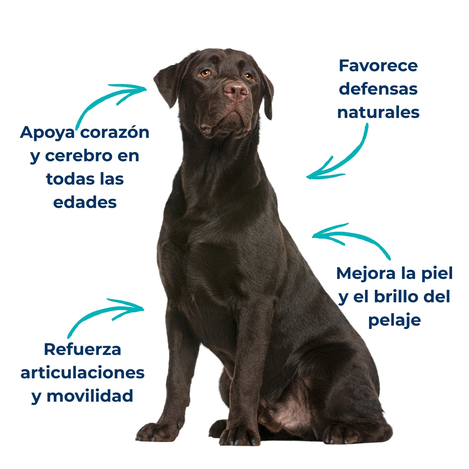 Perro con articulaciones fuertes, piel sana y apoyo cognitivo gracias a aceite de sardina y anchoa