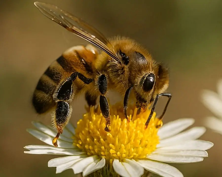 Abeja sobre una flor representando el compromiso con la biodiversidad y el champú natural solidario Pet Save The Bees para perros y gatos.