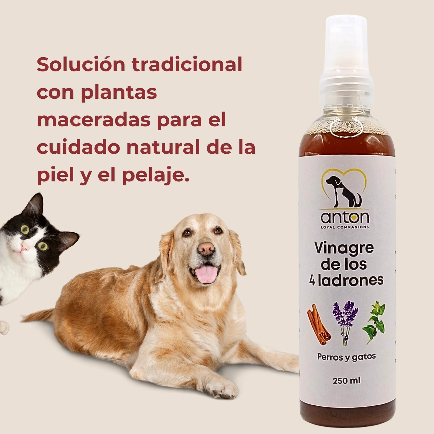 Vinagre de los 4 ladrones Anton Loyal Companions, solución tradicional con plantas maceradas para el cuidado natural de la piel y el pelaje en perros y gatos.