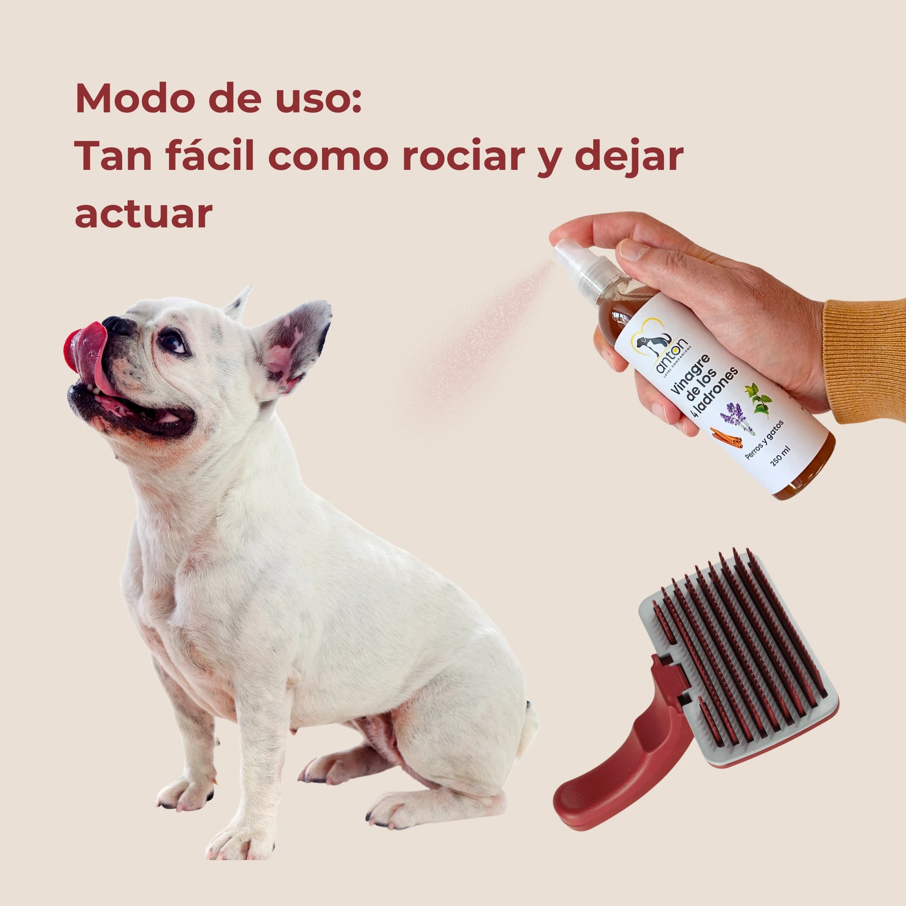 Aplicación del vinagre de los 4 ladrones Anton Loyal Companions en perro mediante pulverización, modo de uso sencillo para el cuidado externo del pelaje, rociar y dejar actuar.