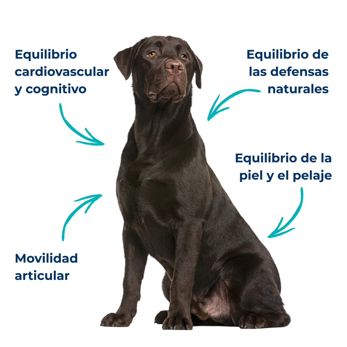 Perro con indicaciones sobre los principales aportes del aceite de anchoa Omega 3: movilidad articular, piel y pelaje, defensas naturales y equilibrio cardiovascular y cognitivo.