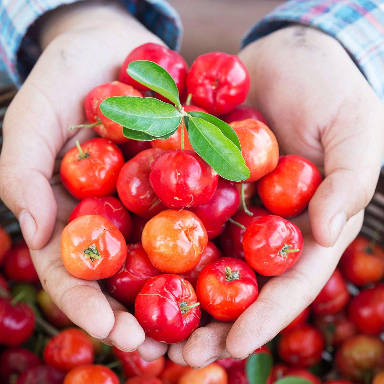 Acerola natural rica en vitamina C para perros y gatos utilizada en suplementación natural
