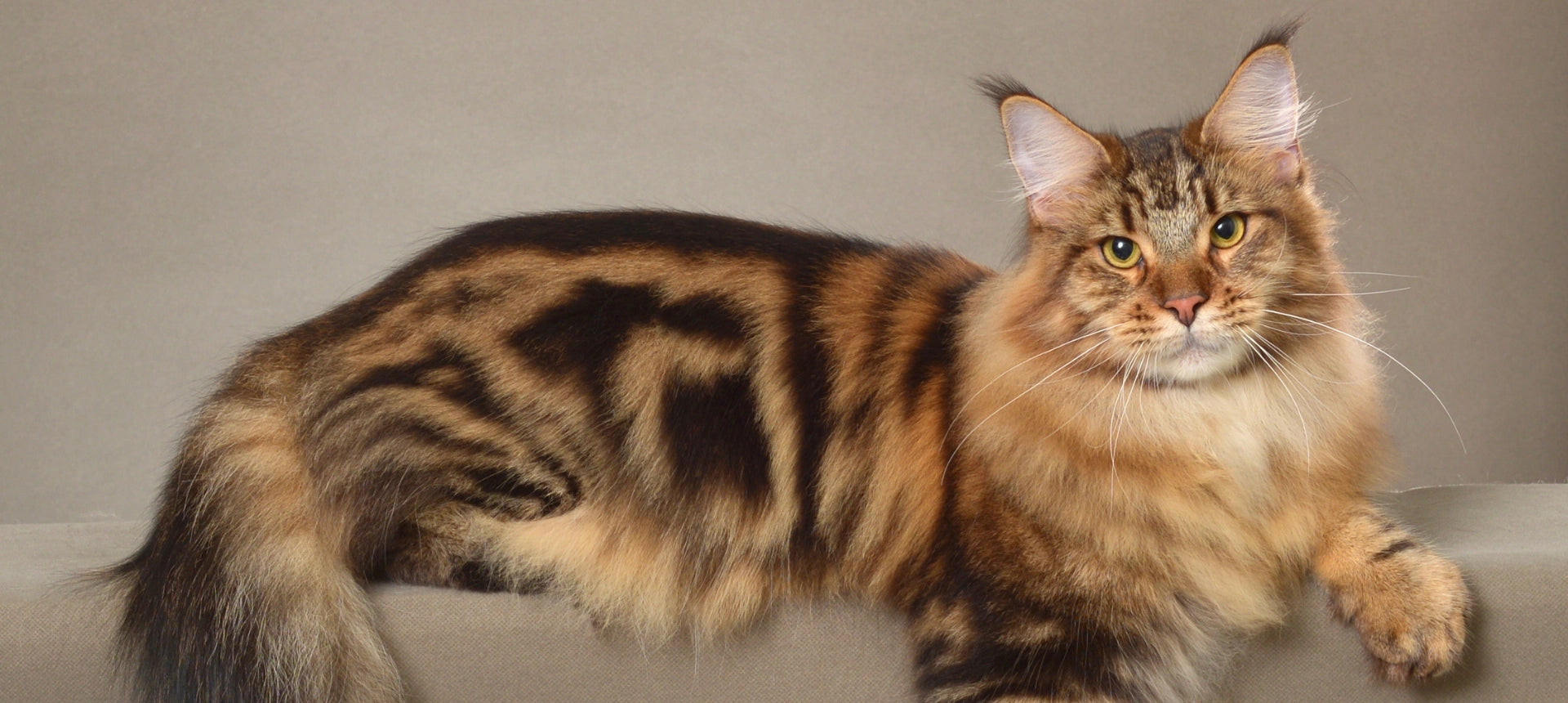 Gato con pelaje largo, suave y brillante, cuidado con acondicionador natural para perros y gatos