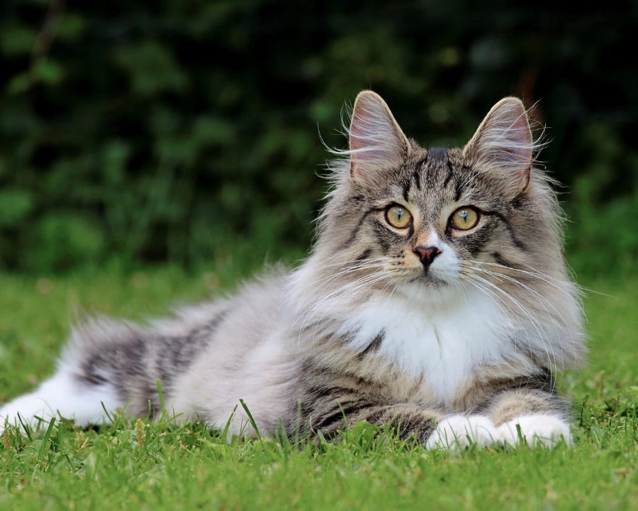 Gato con pelaje largo y suave sobre el césped, representando el efecto de un acondicionador natural para perros y gatos
