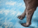Patas de un perro hundiéndose sobre la espuma adaptable del colchón ortopédico SMOOTH