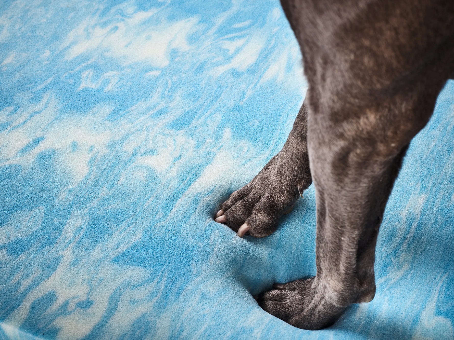 Patas de un perro hundiéndose sobre la espuma adaptable del colchón ortopédico SMOOTH