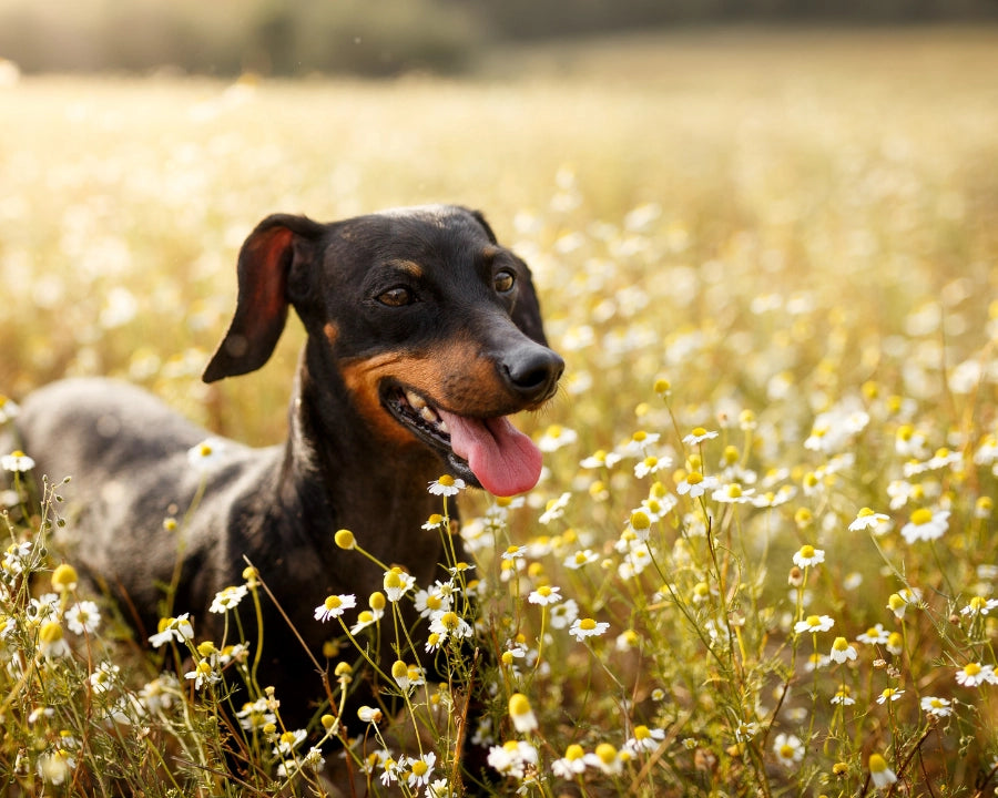Perro en un campo de flores en primavera, ilustrando alergias estacionales y problemas de piel en perros y gatos