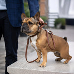 Bulldog francés con collar acolchado y correa de cuero color coñac AMICI Cognac