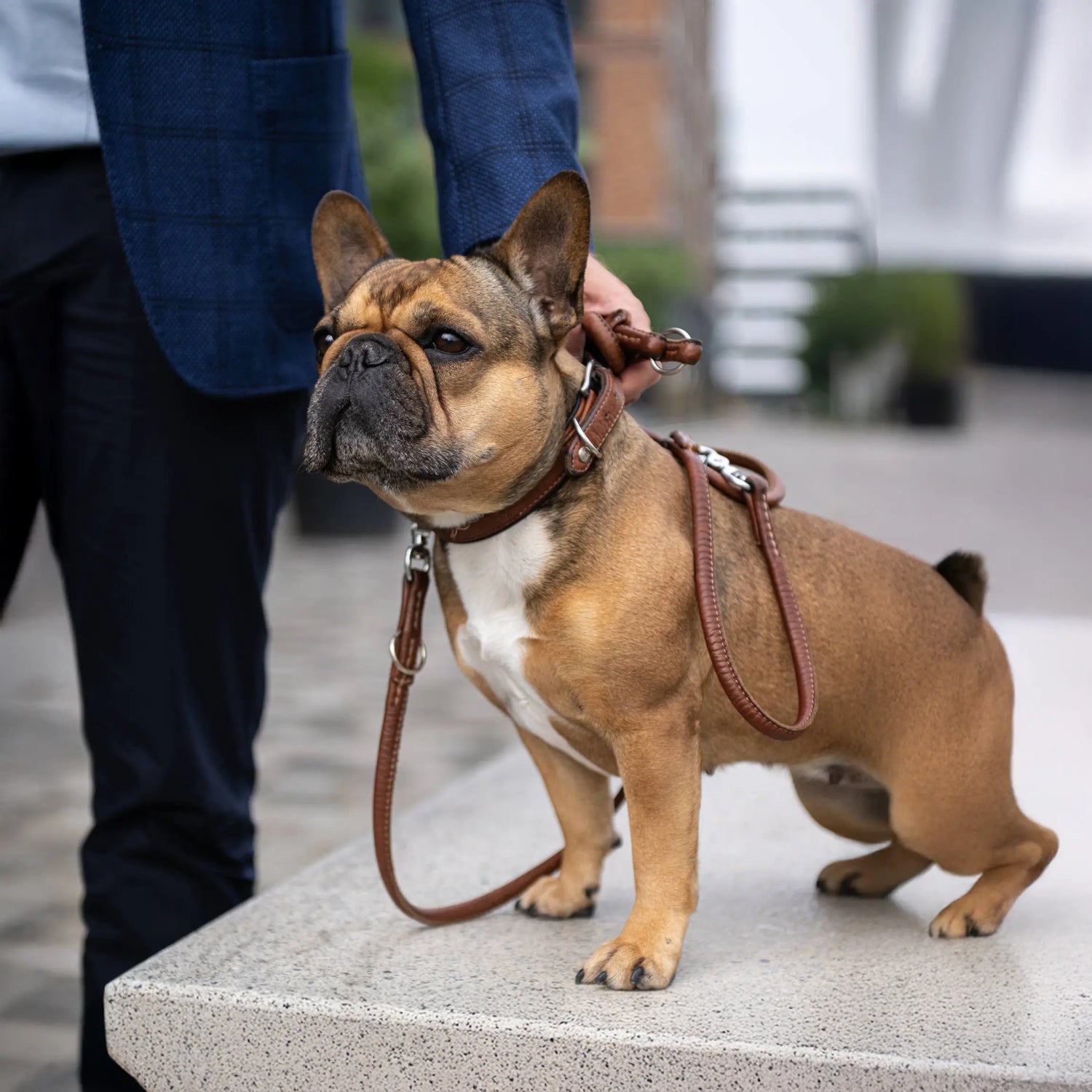 Bulldog francés con collar acolchado y correa de cuero color coñac AMICI Cognac