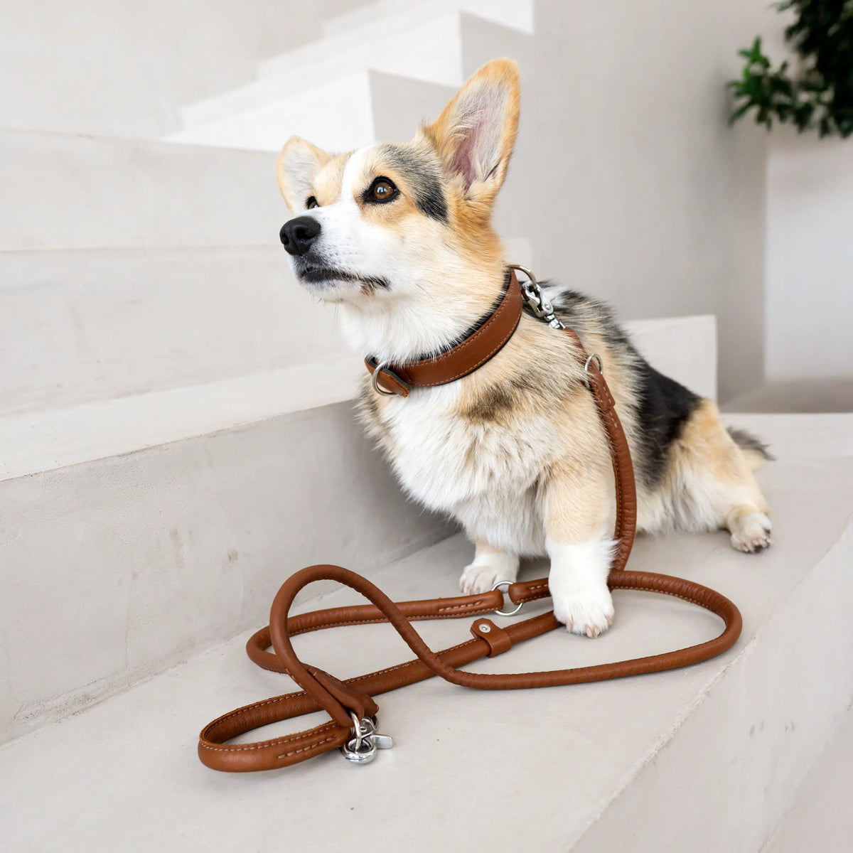 Corgi avec collier rembourré et laisse en cuir couleur cognac AMICI