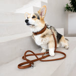 Corgi avec collier rembourré et laisse en cuir couleur cognac AMICI