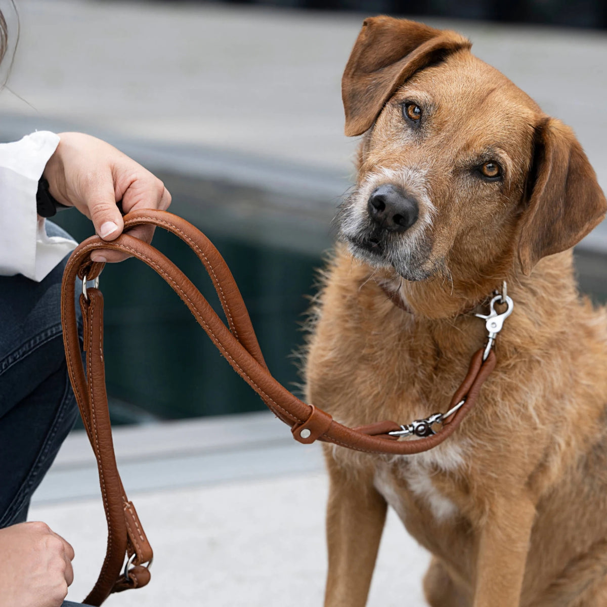 Perro con collar y correa AMICI Cognac de cuero de ANTON Loyal Companions