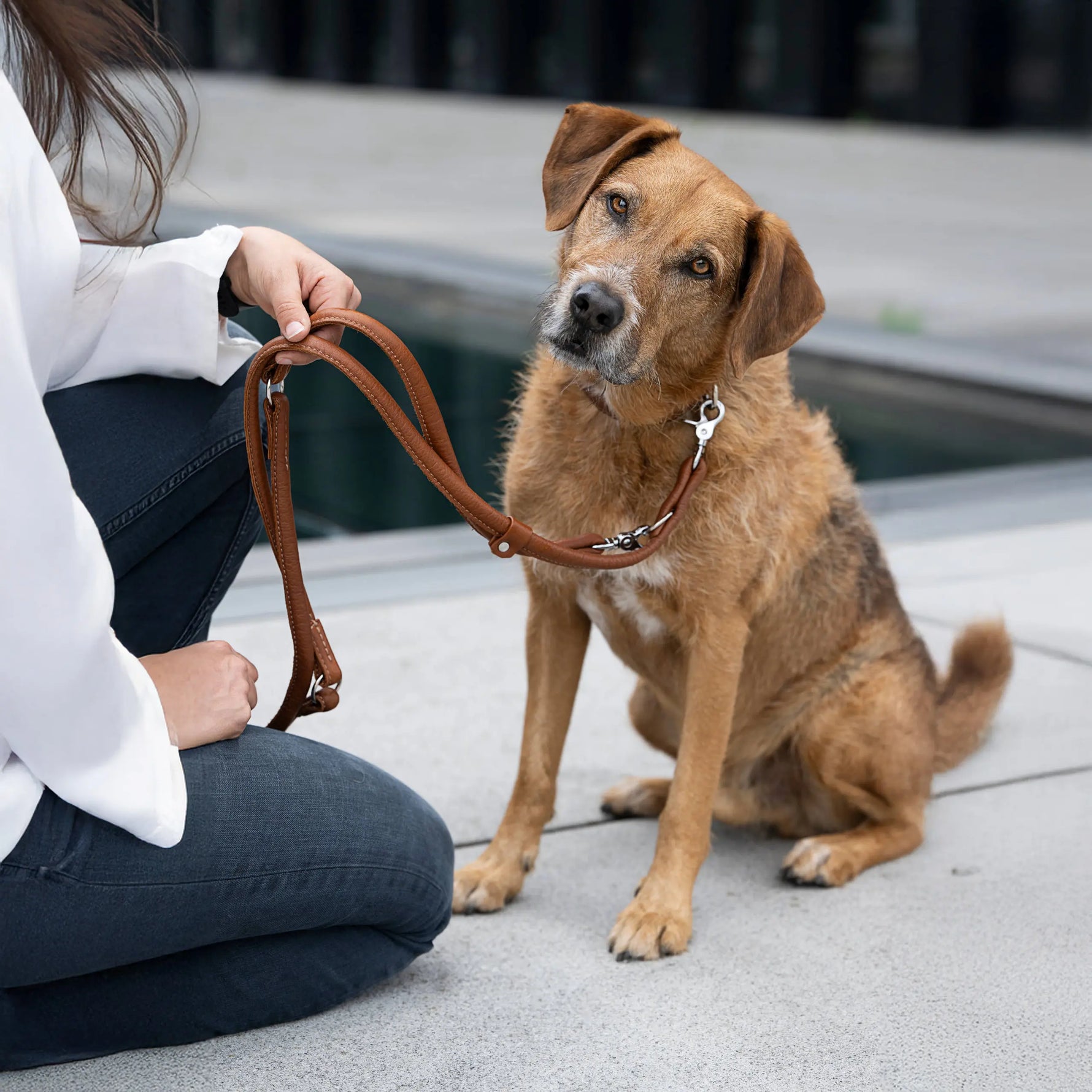 Perro mediano sentado junto a su cuidadora con collar y correa de cuero color coñac AMICI Cognac