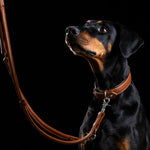 Perro negro con collar acolchado y correa de cuero color coñac AMICI Cognac