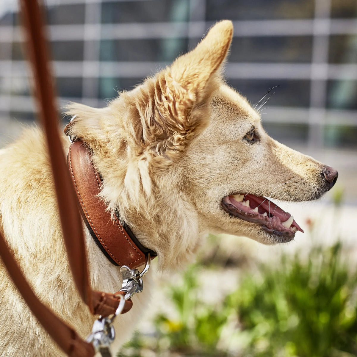 Primer plano de un perro con collar acolchado y correa de cuero color coñac AMICI Cognac