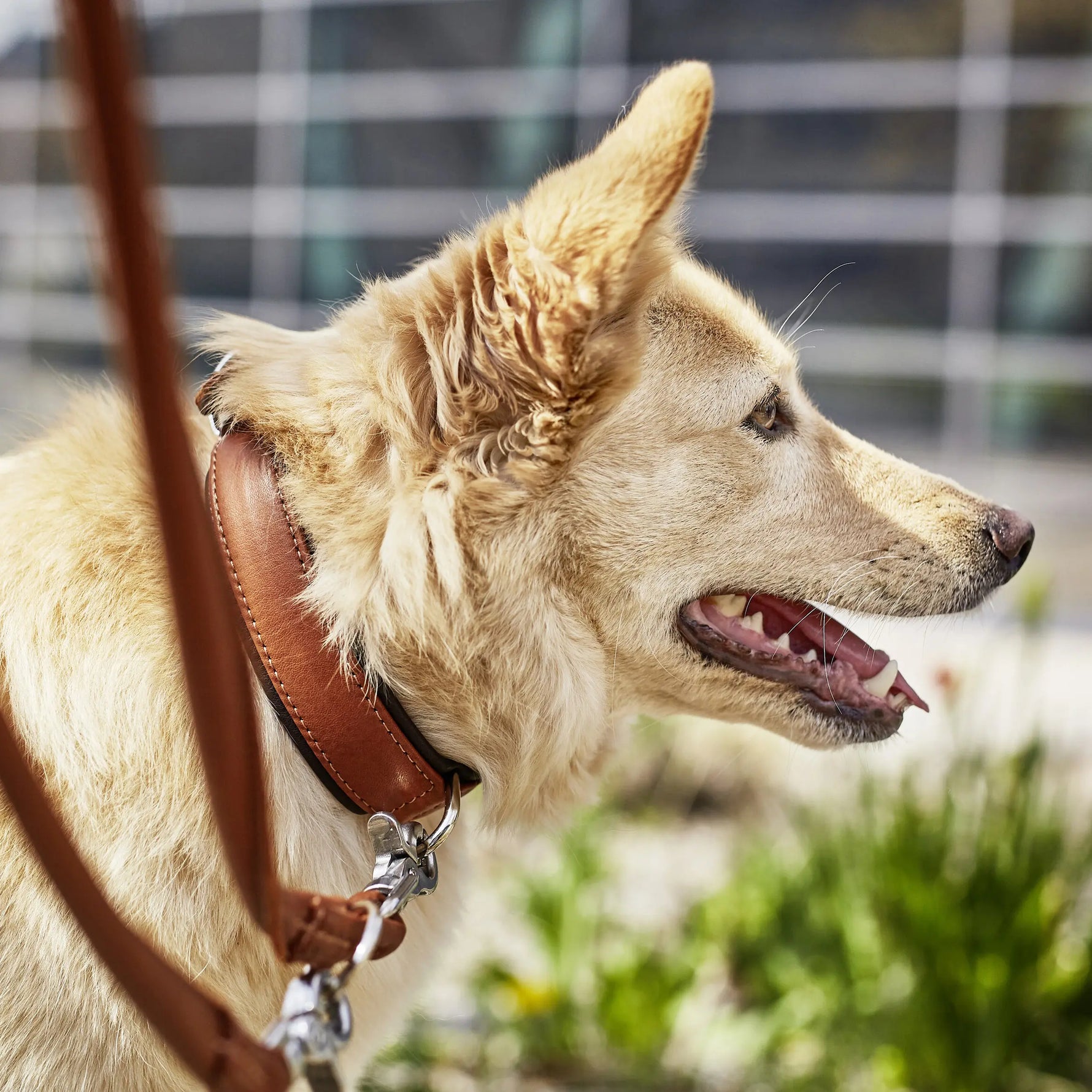Primer plano de un perro con collar acolchado y correa de cuero color coñac AMICI Cognac