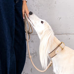 Perro con conjunto AMICI Ivory de collar y correa de cuero de ANTON Loyal Companions