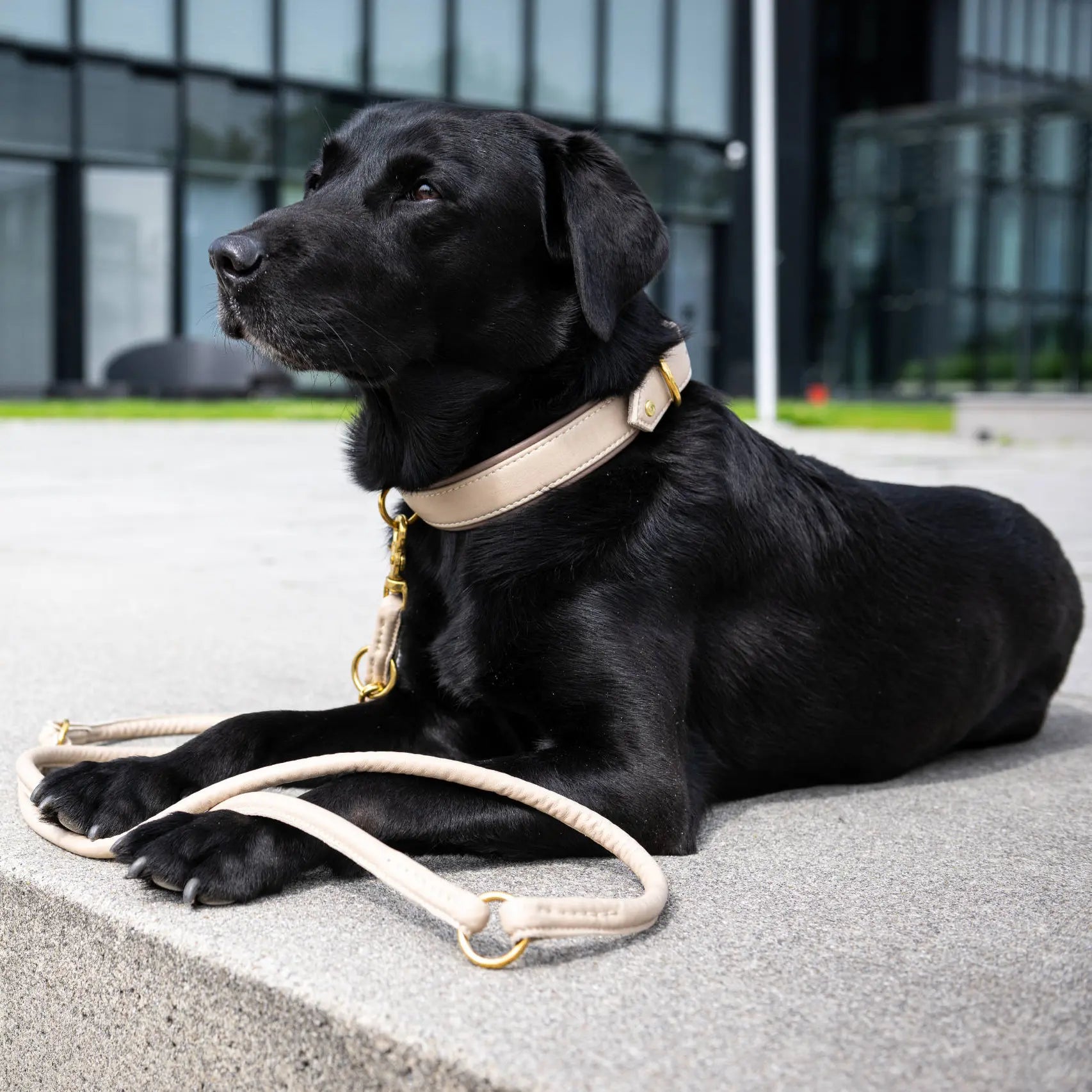 Perro negro con collar acolchado y correa de cuero color marfil AMICI Ivory