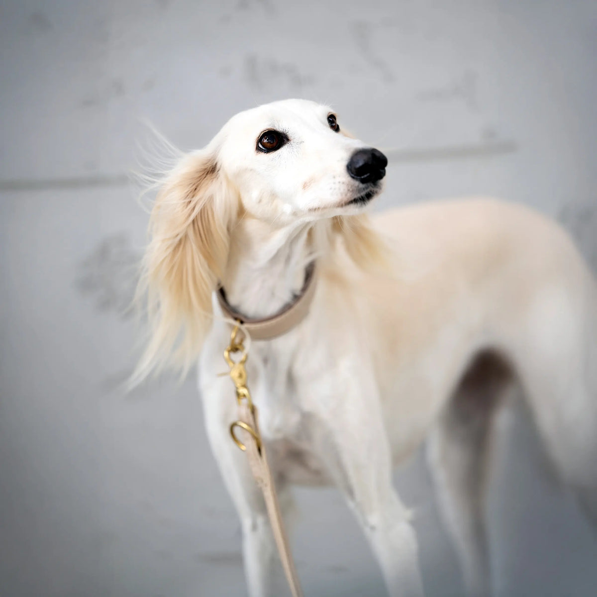 Perro blanco con collar acolchado y correa de cuero color marfil AMICI Ivory