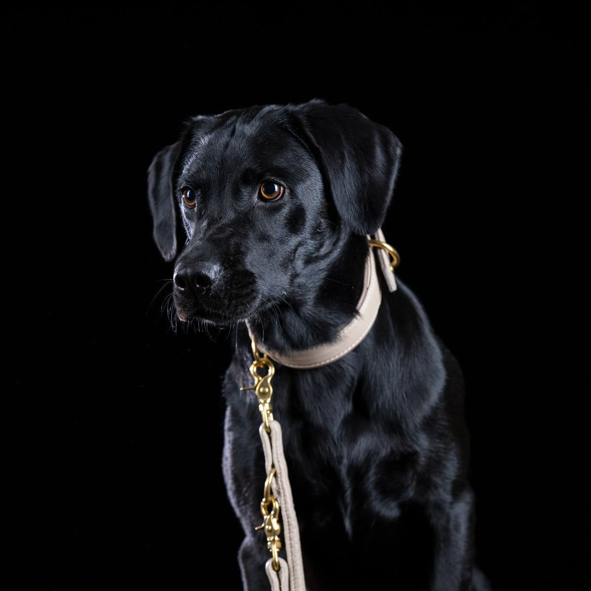 Perro negro con collar acolchado y correa de cuero color marfil AMICI Ivory sobre fondo negro