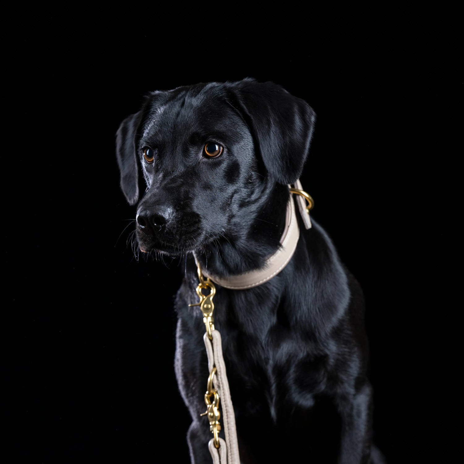 Perro negro con collar acolchado y correa de cuero color marfil AMICI Ivory sobre fondo negro