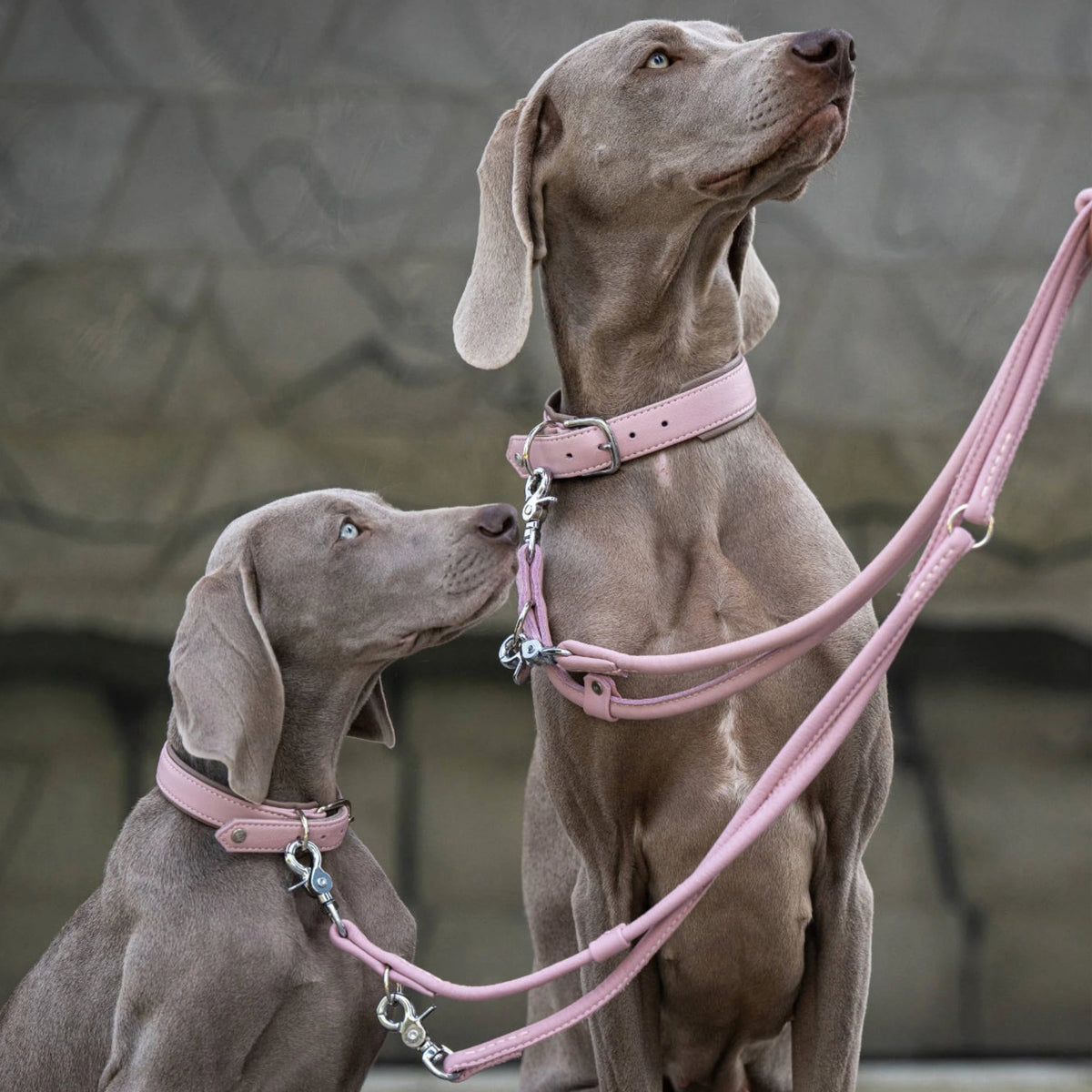 Dos perros con collares y correas AMICI Rosa de cuero de ANTON Loyal Companions