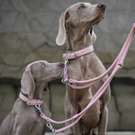 Dos perros con collares y correas AMICI Rosa de cuero de ANTON Loyal Companions