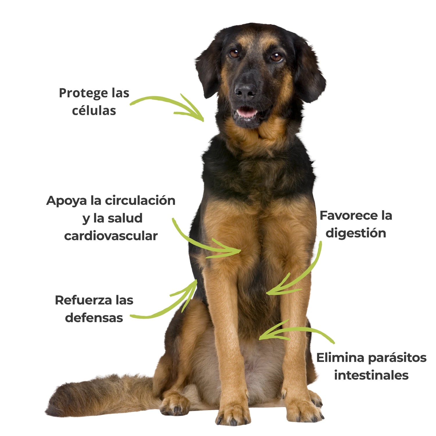 Efectos visibles del ajo en polvo en perros – Inmunidad, digestión y salud cardiovascular