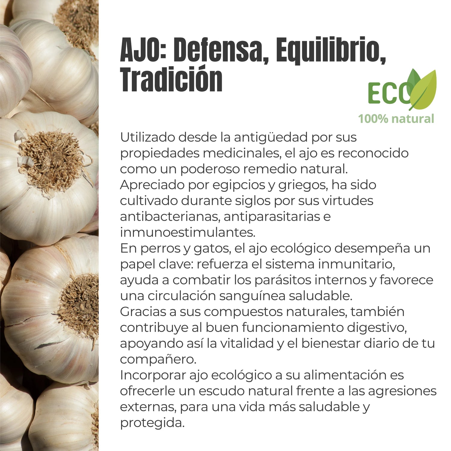 Propiedades del ajo ecológico – Defensa, equilibrio y tradición en mascotas