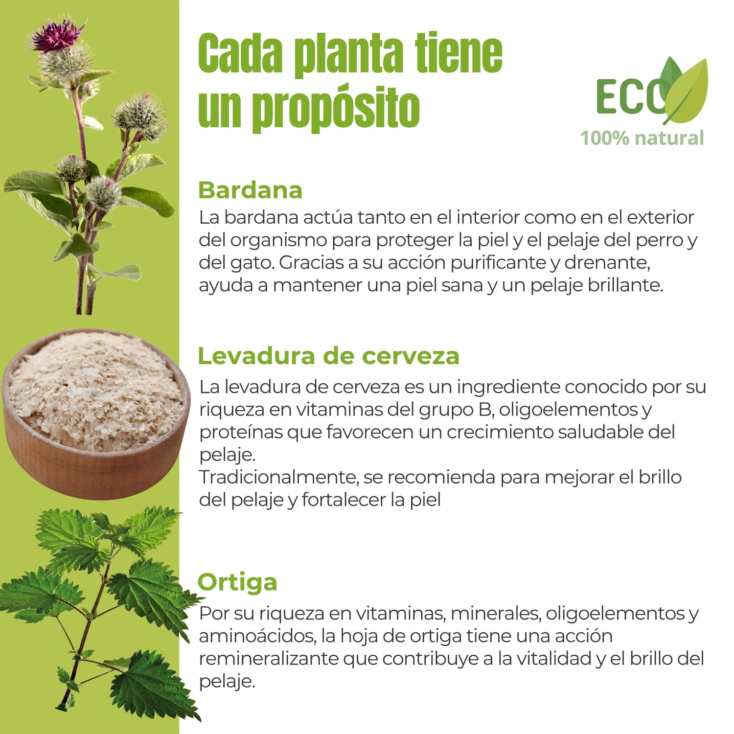 Ingredientes activos del suplemento Brillo del Pelaje – Bardana, levadura de cerveza y ortiga