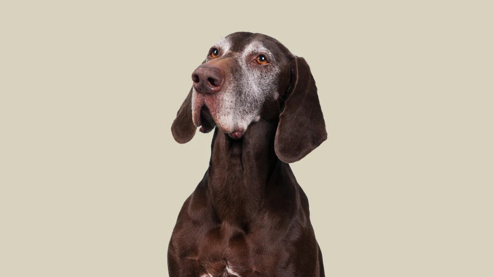 Perro de edad avanzada con actitud serena que ilustra el acompañamiento natural del compañero mayor en perros y gatos – ANTON Loyal Companions