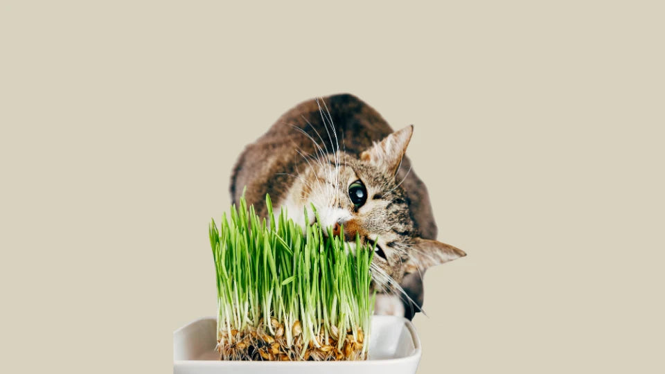 Gato mostrando un comportamiento natural relacionado con la digestión y el equilibrio intestinal en perros y gatos – ANTON Loyal Companions