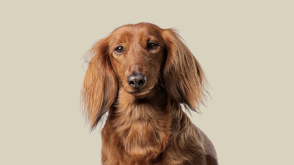 Perro con pelaje cuidado que ilustra el aspecto natural de la piel y el pelaje en perros y gatos – ANTON Loyal Companions