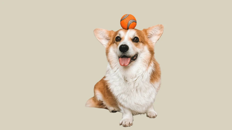 Perro con actitud activa y expresión de vitalidad que ilustra la energía natural en perros y gatos – ANTON Loyal Companions